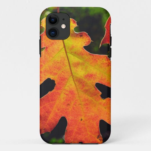 Een eikenblad in Six Rivers National Forrest Case-Mate iPhone Case (Achterkant)