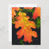 Een eikenblad in zes rivieren in de nationale boss briefkaart (Voorkant / Achterkant)