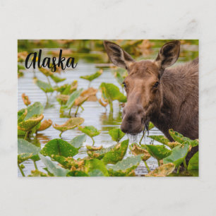 Een eland bij Lake Wilson Alaskan Briefkaart