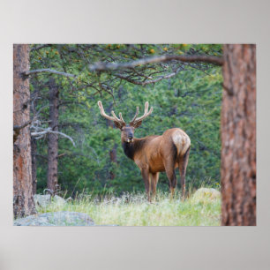 Een eland die achterom kijkt Rocky Mountains Poster