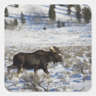 Een eland dwaalt door Moose Junction in Grand Vierkante Sticker
