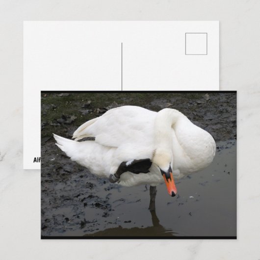 Een Elegante Groet Briefkaart (Voorkant / Achterkant)