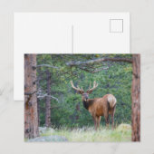 Een Elk terugkijkend | Rocky Mountains Briefkaart (Voorkant / Achterkant)