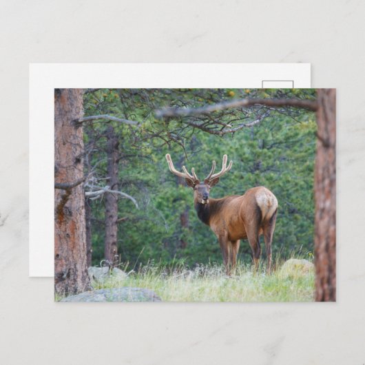 Een Elk terugkijkend | Rocky Mountains Briefkaart (Voorkant / Achterkant)