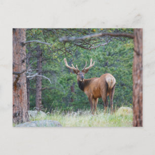 Een Elk terugkijkend   Rocky Mountains Briefkaart