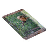 Een Elk terugkijkend | Rocky Mountains Magneet (Rechterzijde)