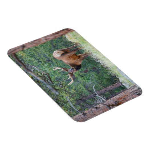 Een Elk terugkijkend | Rocky Mountains Magneet (Rechterzijde)