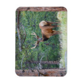 Een Elk terugkijkend | Rocky Mountains Magneet (Verticaal)