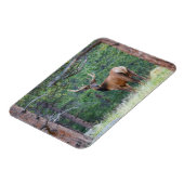 Een Elk terugkijkend | Rocky Mountains Magneet (Linkerzijde)