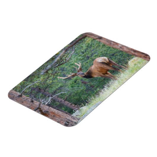 Een Elk terugkijkend | Rocky Mountains Magneet (Linkerzijde)