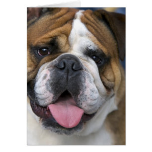 Een Engelse buldog in België.