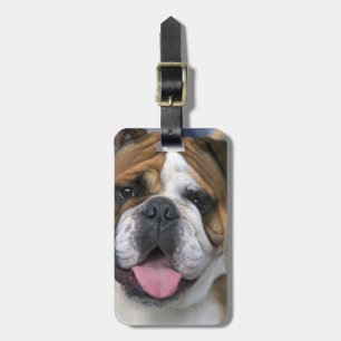 Een Engelse buldog in België. Bagagelabel