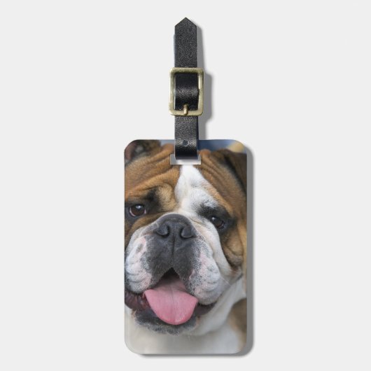 Een Engelse buldog in België. Bagagelabel (Voorkant verticaal)