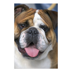 Een Engelse buldog in België. Foto Afdruk