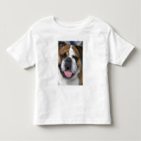 Een Engelse buldog in België.