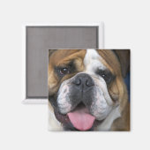 Een Engelse buldog in België. Magneet (Voorkant / Achterkant)