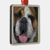 Een Engelse buldog in België. Metalen Ornament (Rechts)