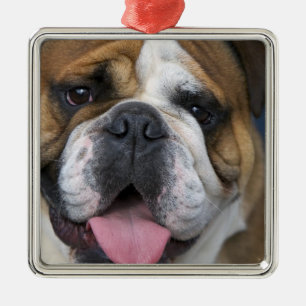 Een Engelse buldog in België. Metalen Ornament