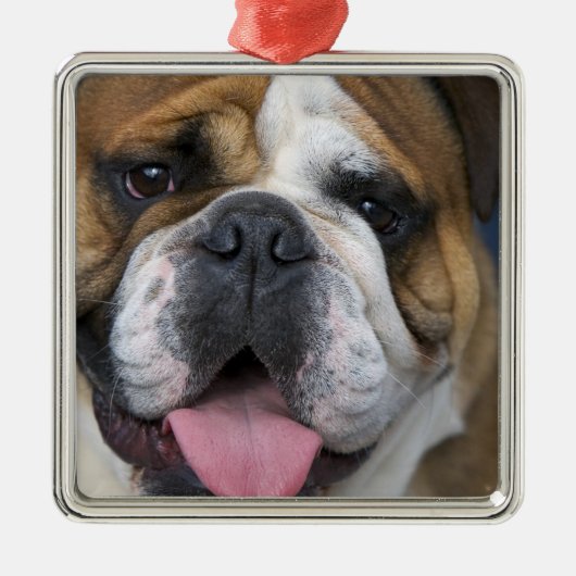 Een Engelse buldog in België. Metalen Ornament (Voorkant)
