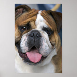 Een Engelse buldog in België. Poster