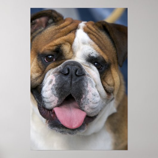 Een Engelse buldog in België. Poster (Voorkant)