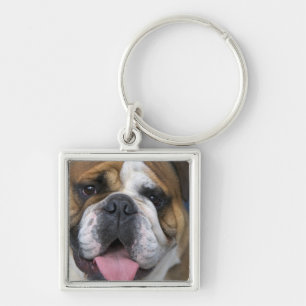 Een Engelse buldog in België. Sleutelhanger