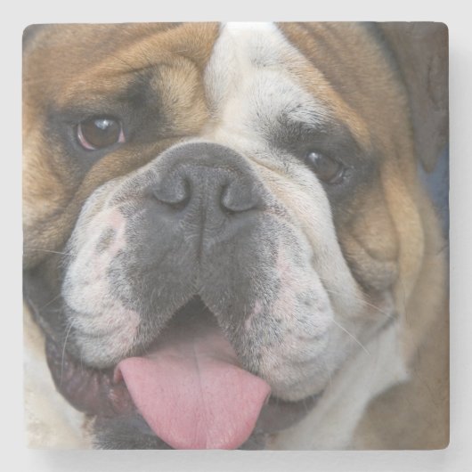 Een Engelse buldog in België. Stenen Onderzetter (Voorkant)
