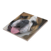 Een Engelse buldog in België Tegeltje (Zijkant)