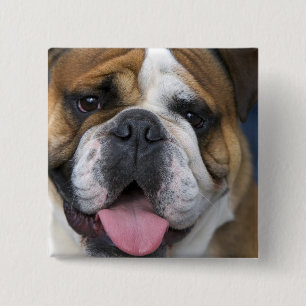 Een Engelse buldog in België. Vierkante Button 5,1 Cm