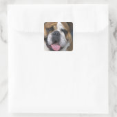 Een Engelse buldog in België. Vierkante Sticker (Tas)