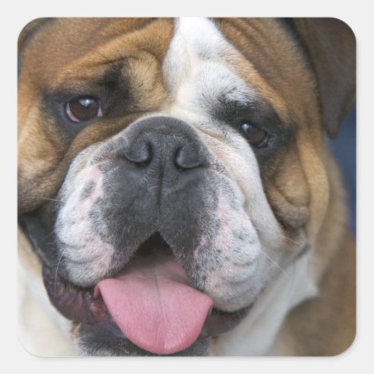 Een Engelse buldog in België. Vierkante Sticker (Voorkant)