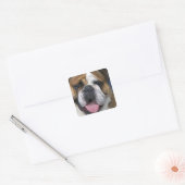 Een Engelse buldog in België. Vierkante Sticker (Envelop)