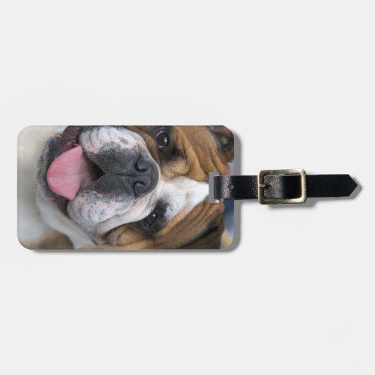 Een engelse bulldog in België. Bagagelabel (Voorkant horizontaal)