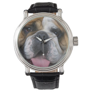 Een engelse bulldog in België. Horloge