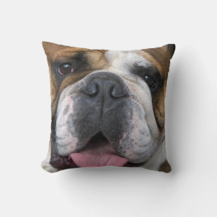 Een engelse bulldog in België. Kussen