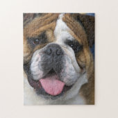 Een engelse bulldog in België Legpuzzel (Verticaal)