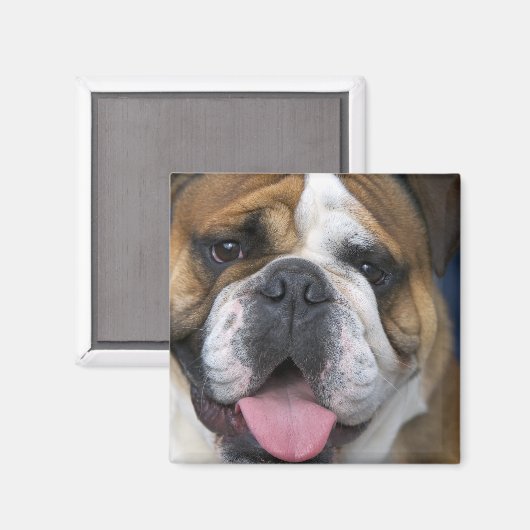 Een engelse bulldog in België. Magneet (Voorkant / Achterkant)