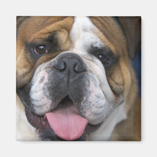 Een engelse bulldog in België. Magneet (Voorkant)