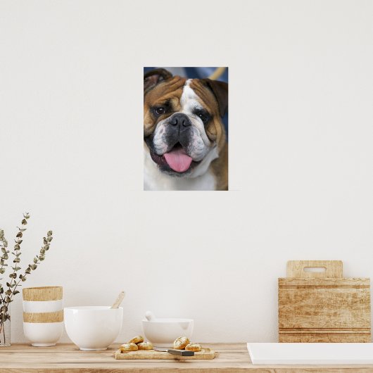 Een engelse bulldog in België. Poster (Keuken)