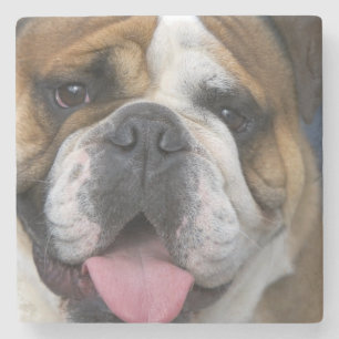 Een engelse bulldog in België. Stenen Onderzetter