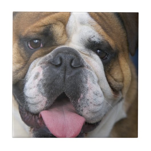 Een engelse bulldog in België Tegeltje (Voorkant)