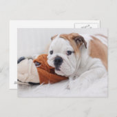 Een Engelse bulledog-puppy met een bulledog Briefkaart (Voorkant / Achterkant)