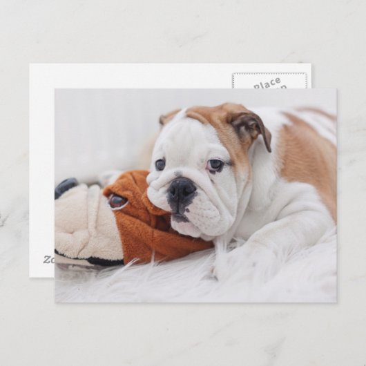 Een Engelse bulledog-puppy met een bulledog Briefkaart (Voorkant / Achterkant)