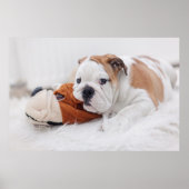 Een Engelse bulledog-puppy met een bulledog Poster (Voorkant)