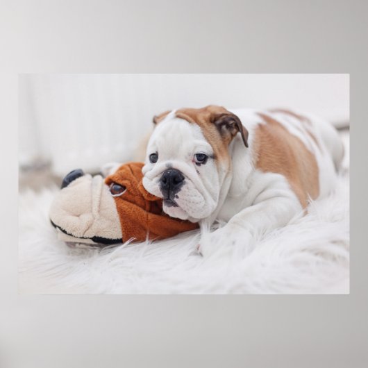 Een Engelse bulledog-puppy met een bulledog Poster (Voorkant)