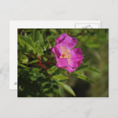 Een enkel vrij Roos Briefkaart (Voorkant / Achterkant)