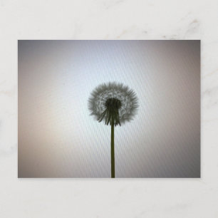 Een enkele Dandelion tegen een witte achtergrond Briefkaart