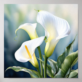 Een enkele elegante calla lelie. poster