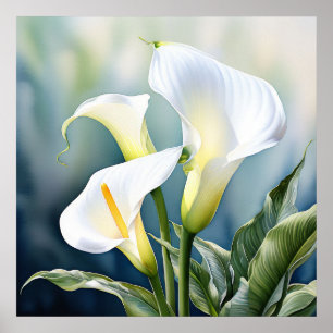 Een enkele elegante callalily. poster