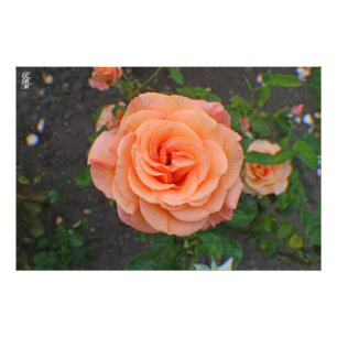Een enkele Oranje bloem Foto Afdruk